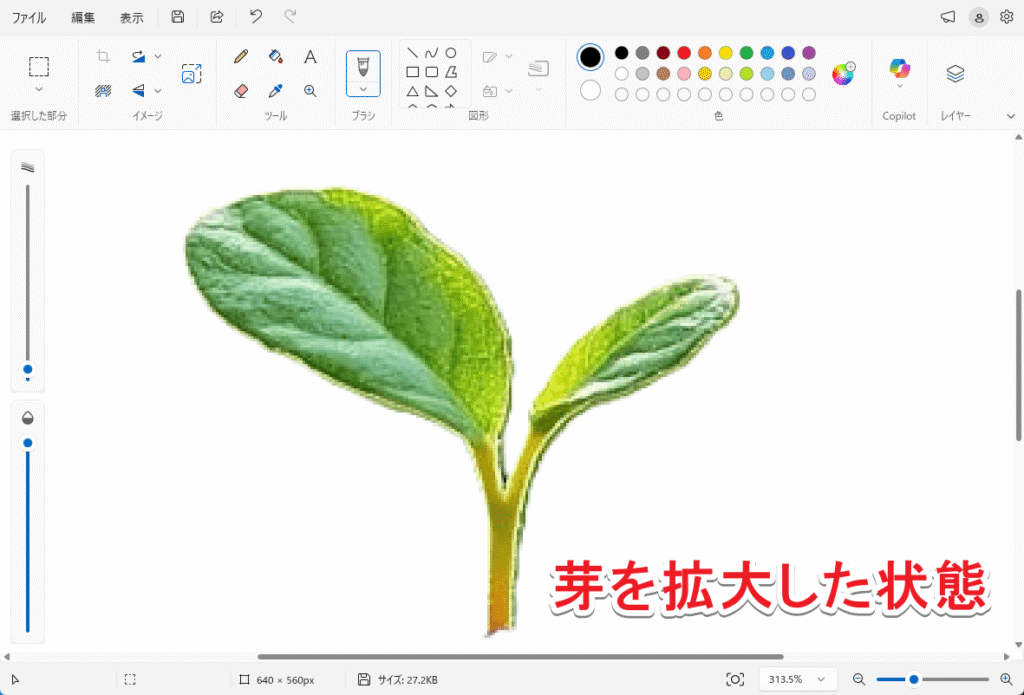 被写体（芽）を拡大した状態